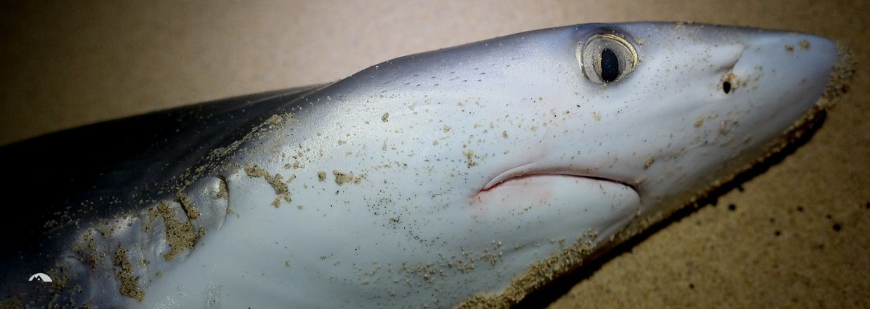 The sharks bite in Cape Verde