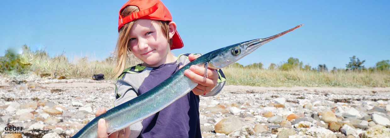 Kystfiskeri efter havrreder - Afsnit 17. Endelig tid til hornfisk - forrsssonens gallafest