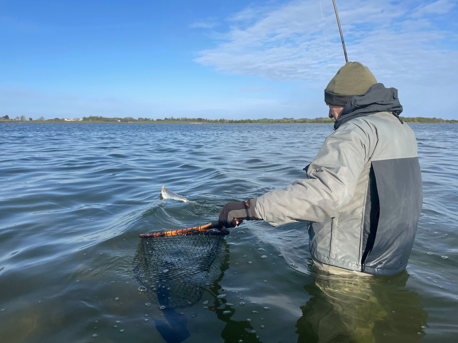 Fisken er klar til landing. Med en blink flaksende efter fisken er det vigtigt at tage sig god tid. Man fr kun et forsg med nettet, og hvis det mislykkedes, er der stor chance for at blinket sidder i netmaskerne imens fisken tager et sidste udlb, og sandsynligvis hopper af. Man skal vre klig og effektiv.