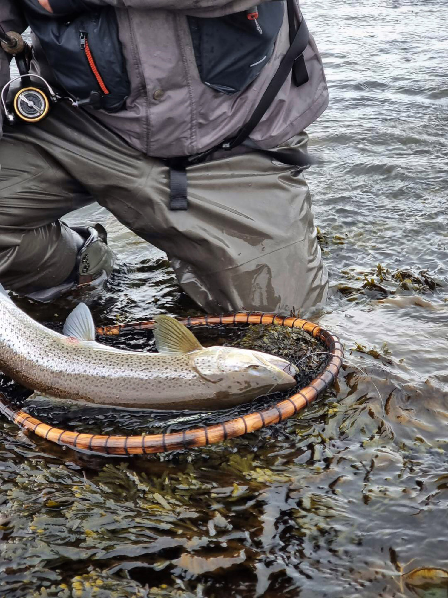 Endnu en fisk har taget ophngerfluen Flammen. Fluen er dybt begravet i rredens mund, mens blinket ligger i nettet. Bemrk den stive og kraftige line.