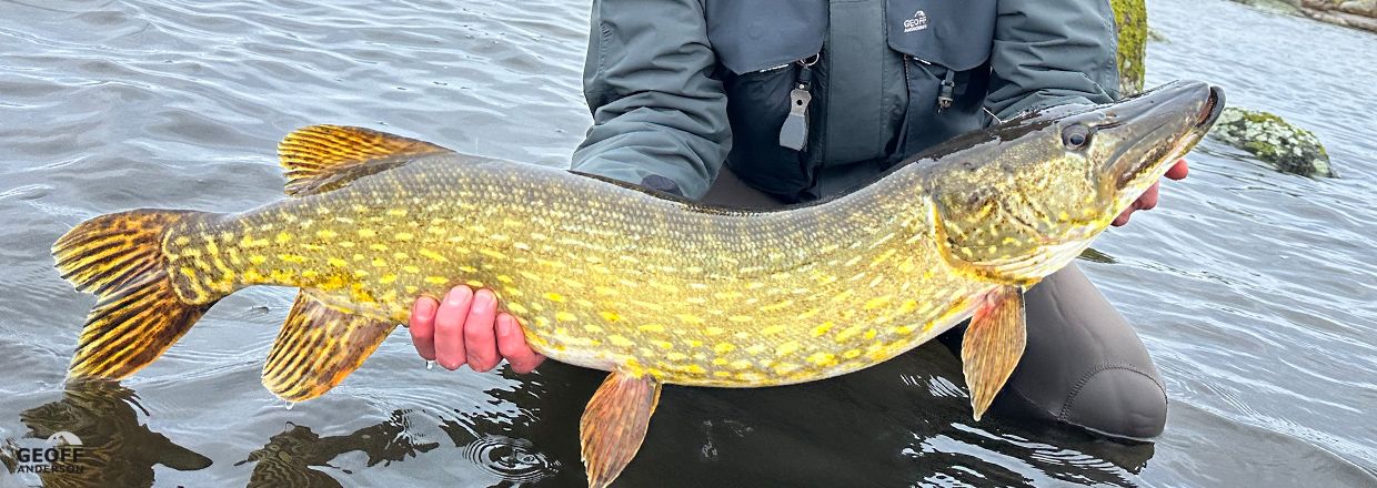 Schwedische Brackwasserhechte