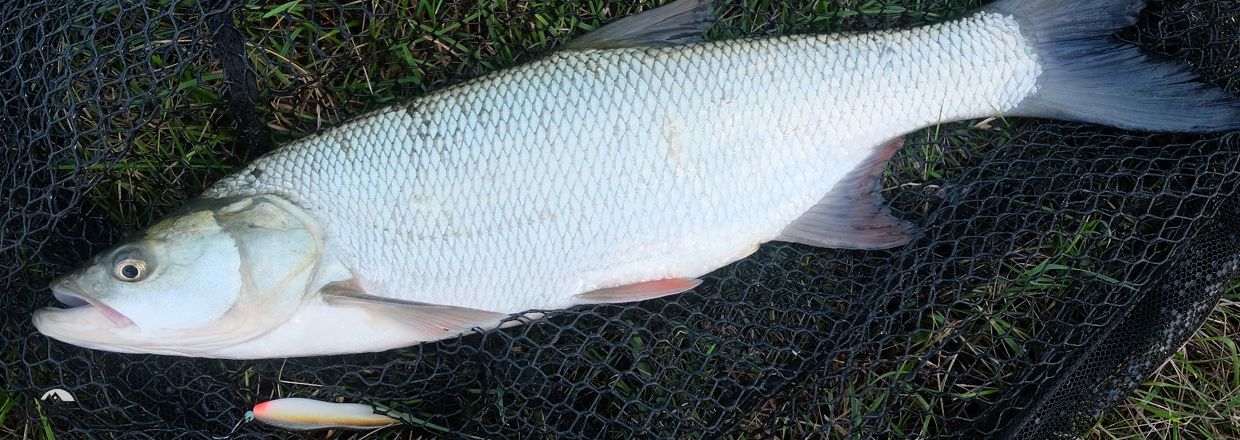 Dutch predatory silver bream and bread eaters